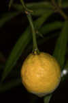 Hardy orange